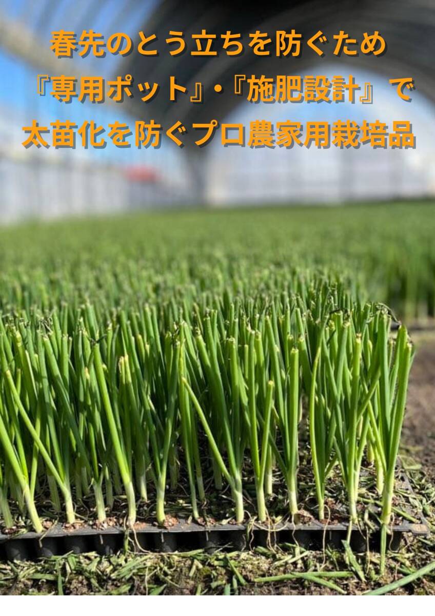 失敗知らずのプロ苗◆玉ねぎ『ケルたま』◆100本+おまけ20本程度　送料込み☆_画像4