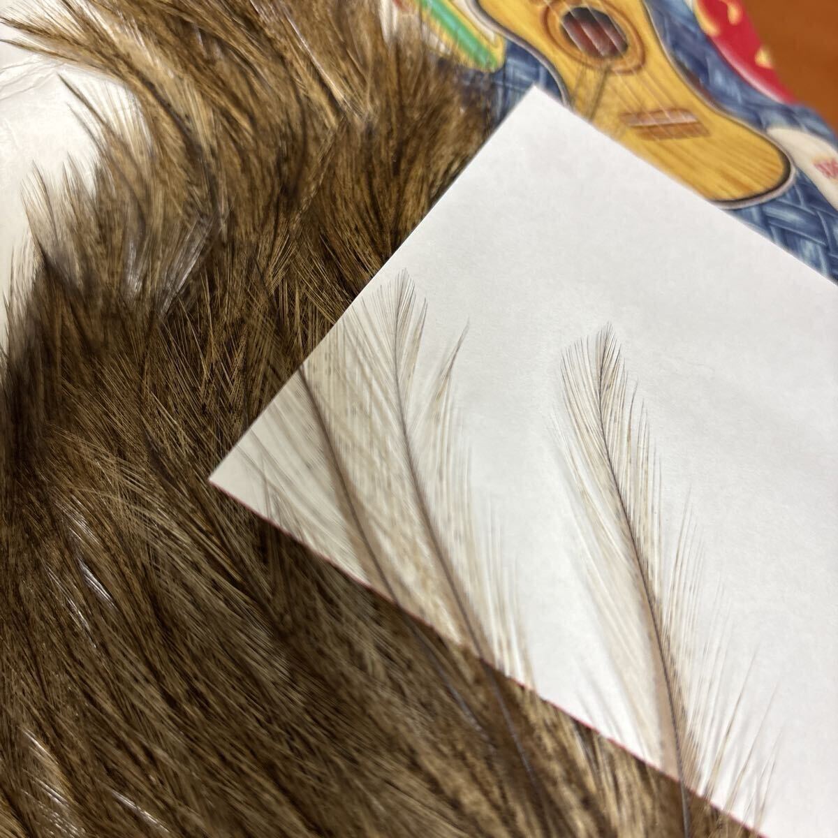 ホワイティング コックデレオン ルースターケープ_画像9