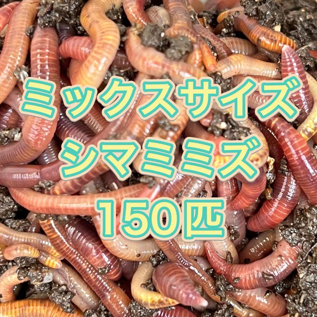 シマミミズ ミックスサイズ 150匹_画像1