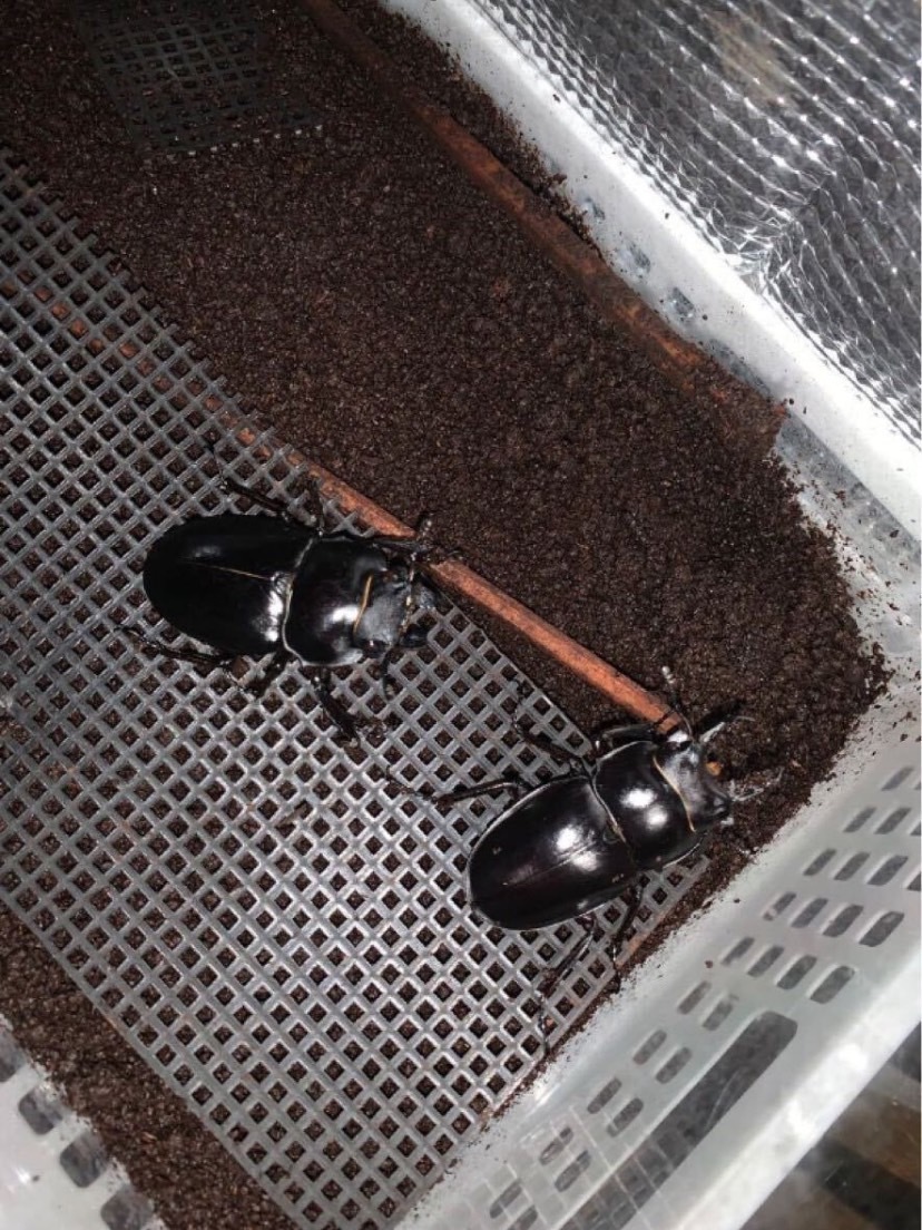 красный .. коврик красный галет 10 литров sdajii maru spring коврик maru spring рогач nebto рогач yaeya мама ru spring amami maru spring блеск kwa