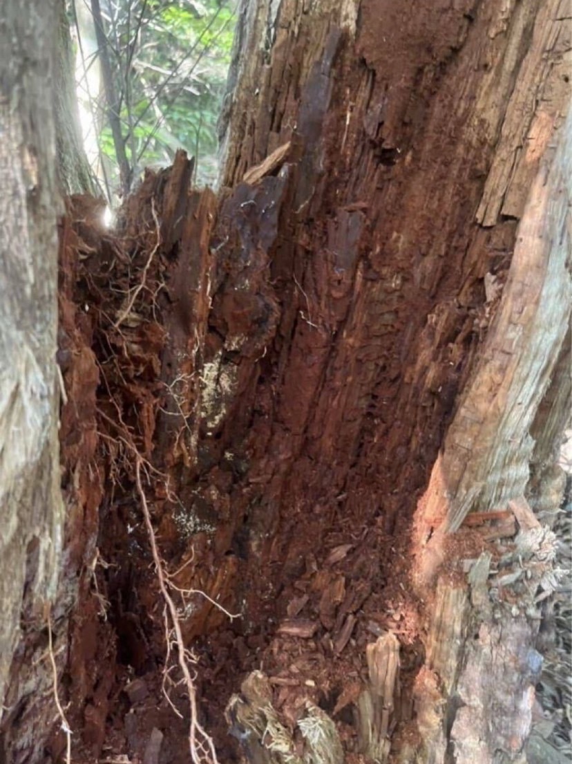 красный .. коврик красный галет 10 литров sdajii maru spring коврик maru spring рогач nebto рогач yaeya мама ru spring amami maru spring блеск kwa