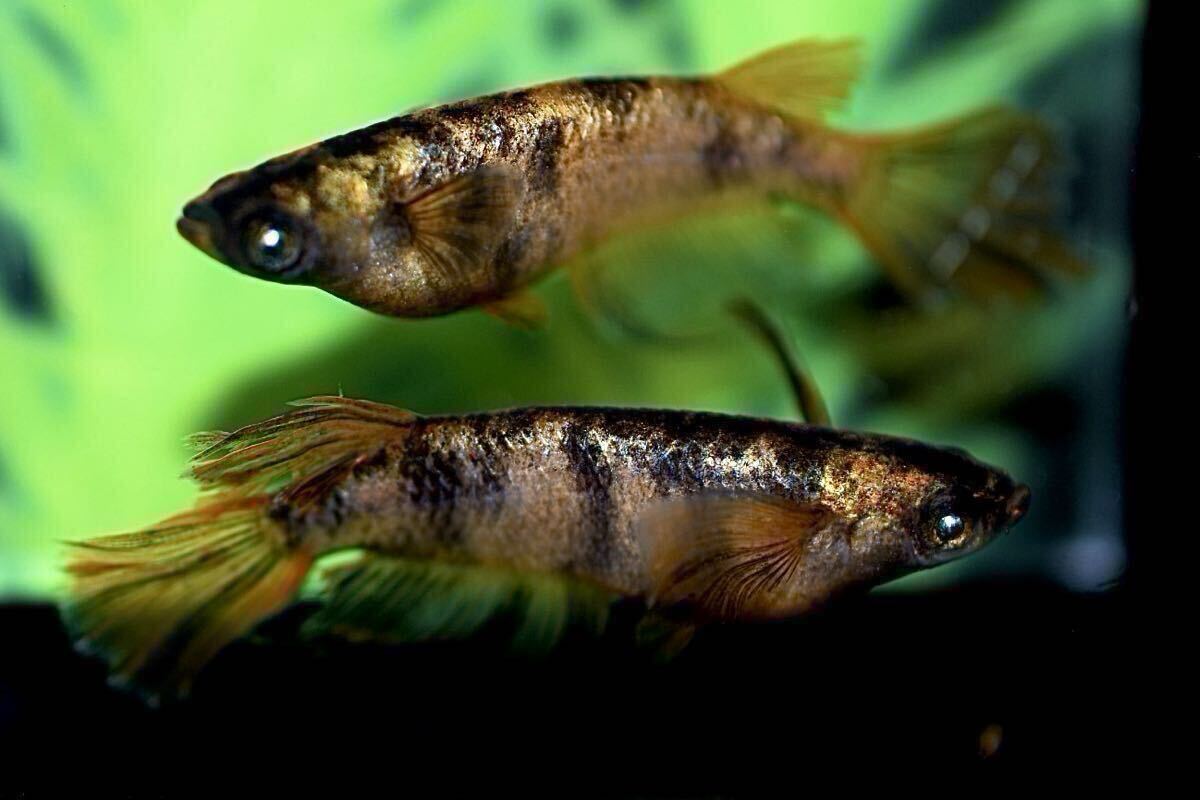 【medakaQ】極上種親の仔 金閣 5匹 稚魚出品 めだか メダカ  A-sめだか様血統の画像2