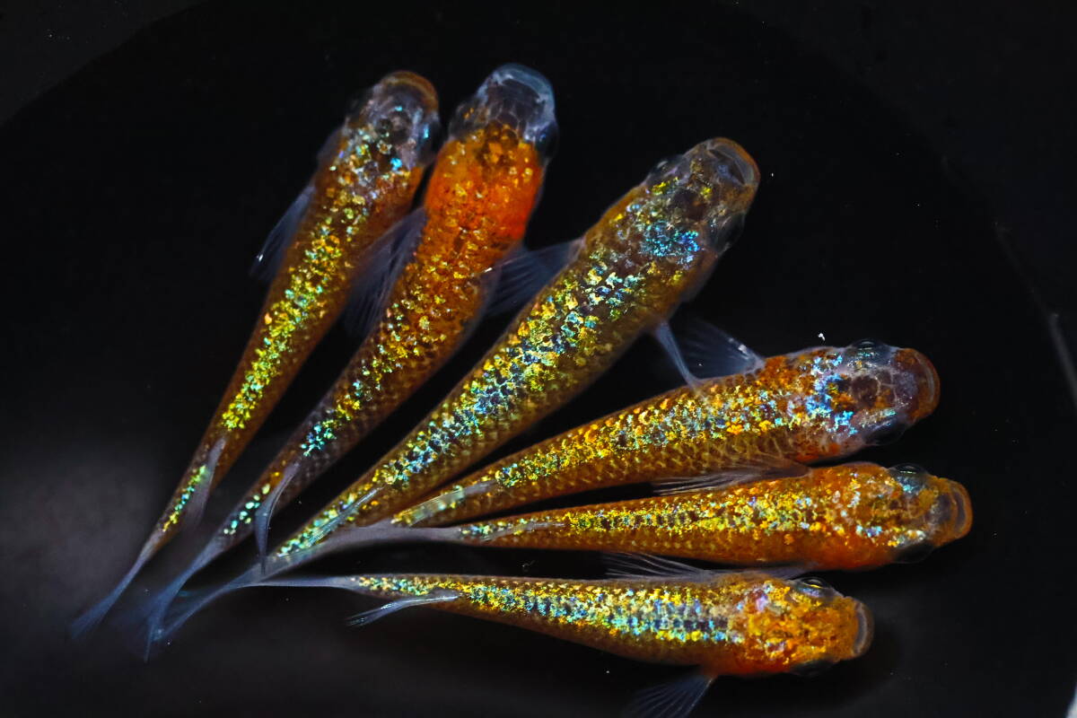 丸長メダカ X39【 大輝　種親クラス 】6匹！　 めだか 現物出品！_画像3