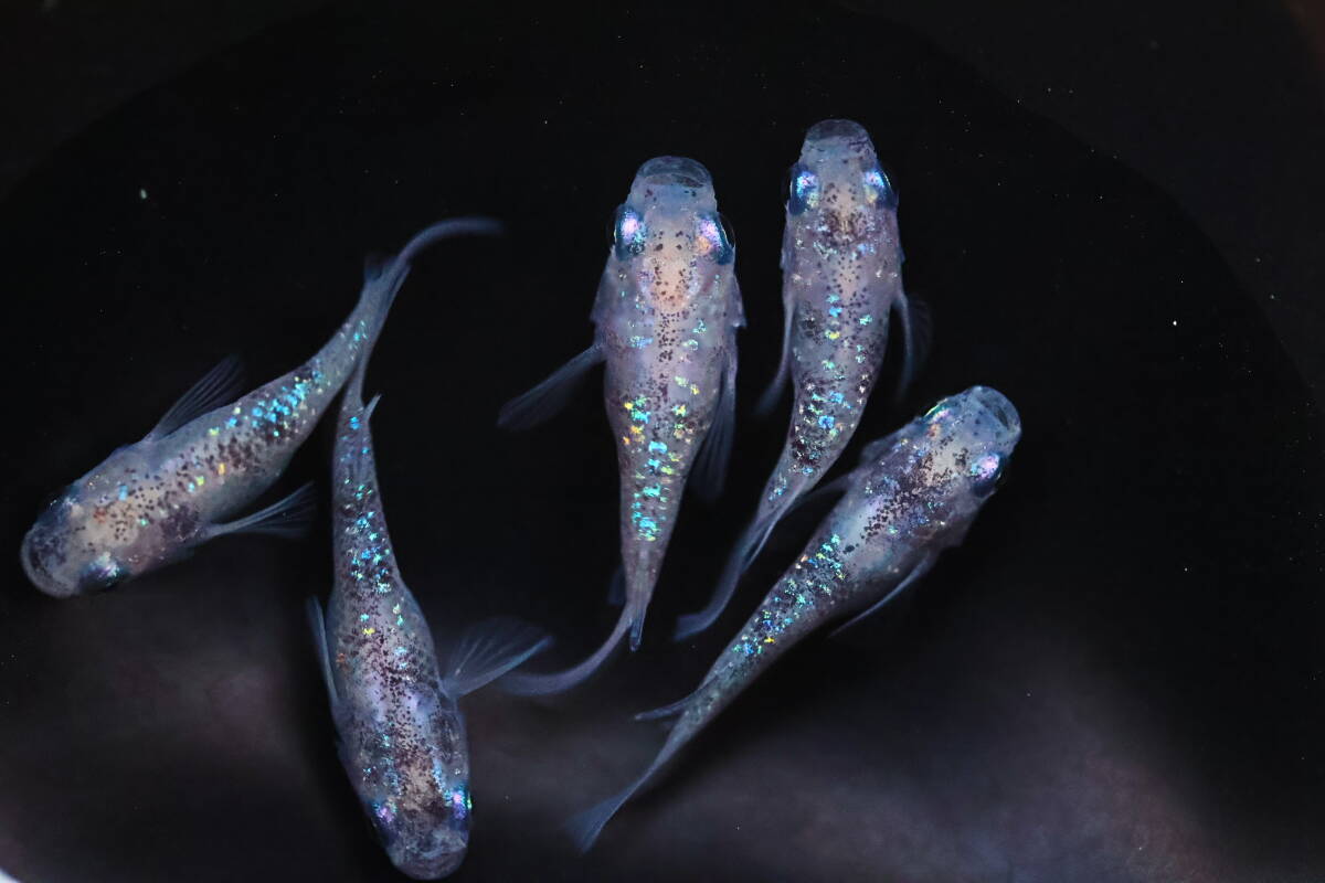 丸長メダカ 21【 白ブチサファイア ダルマ 種親クラス 】5匹！  めだか 現物出品！の画像3