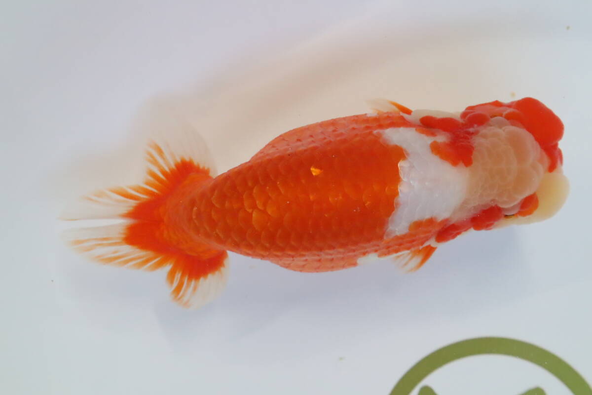 丸長 A6 全国大会 当歳魚の部 優等魚獲得者! 極上 種魚!【 当歳魚 静岡県 沼津市 大竹 優氏! 】15.5㎝! メス !_画像1