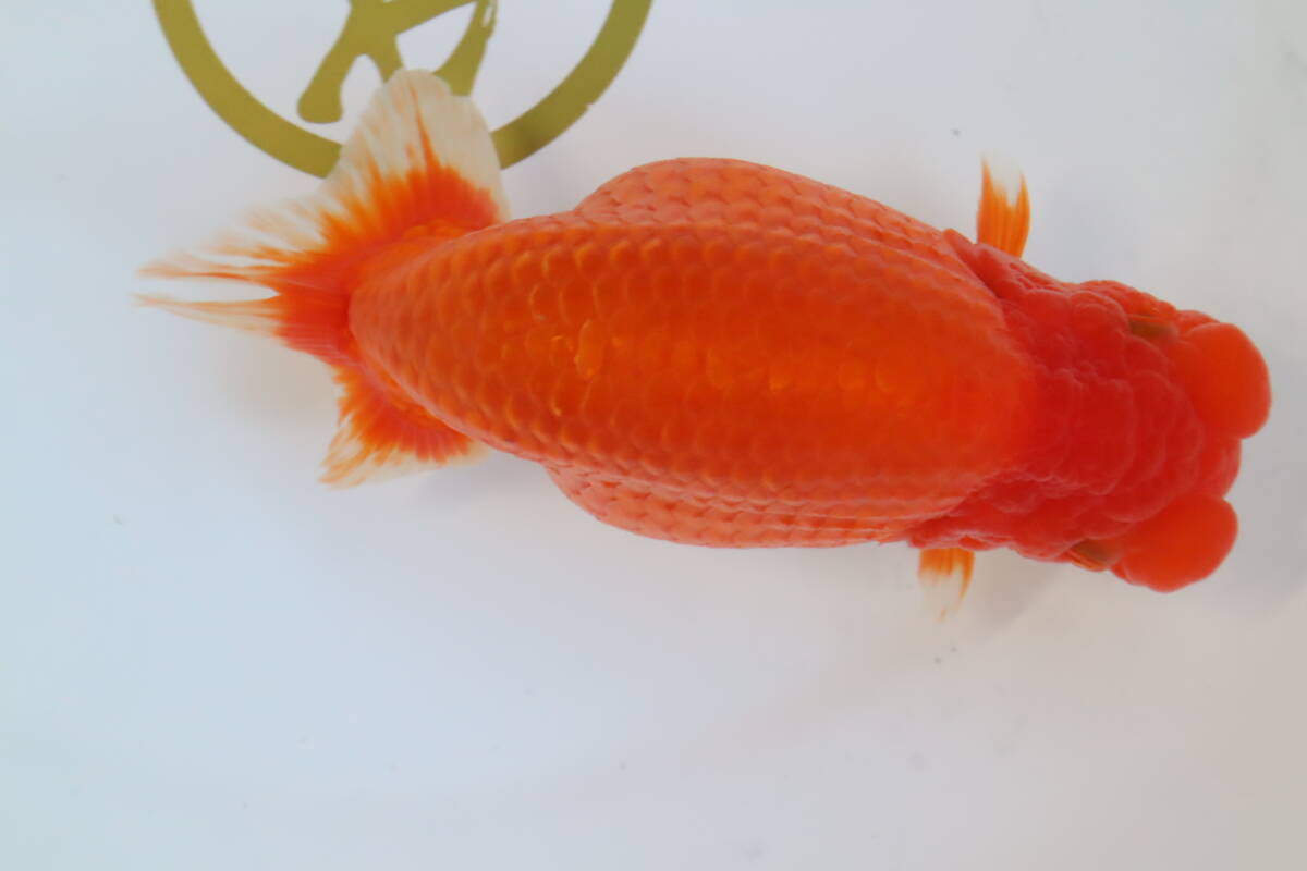 丸長 S1 極上 種魚、品評会！【 当歳魚　静岡県 磐田市　鈴木順治氏！ 】16.0㎝！ メス！_画像1