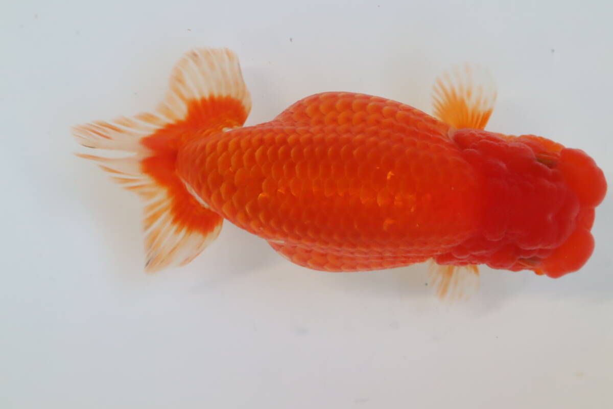 丸長 S3 極上 種魚、品評会!【 当歳魚 静岡県 磐田市 鈴木順治氏! 】14.5㎝! メス!_画像1