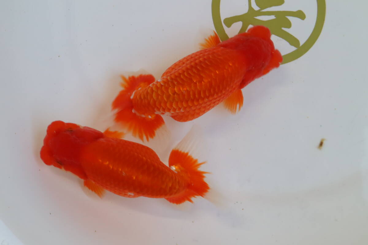 丸長 S6 極上 種魚、品評会!【 当歳魚 静岡県 沼津市 山ノ内勝已氏! 】14.0㎝! オス 3匹!_画像5