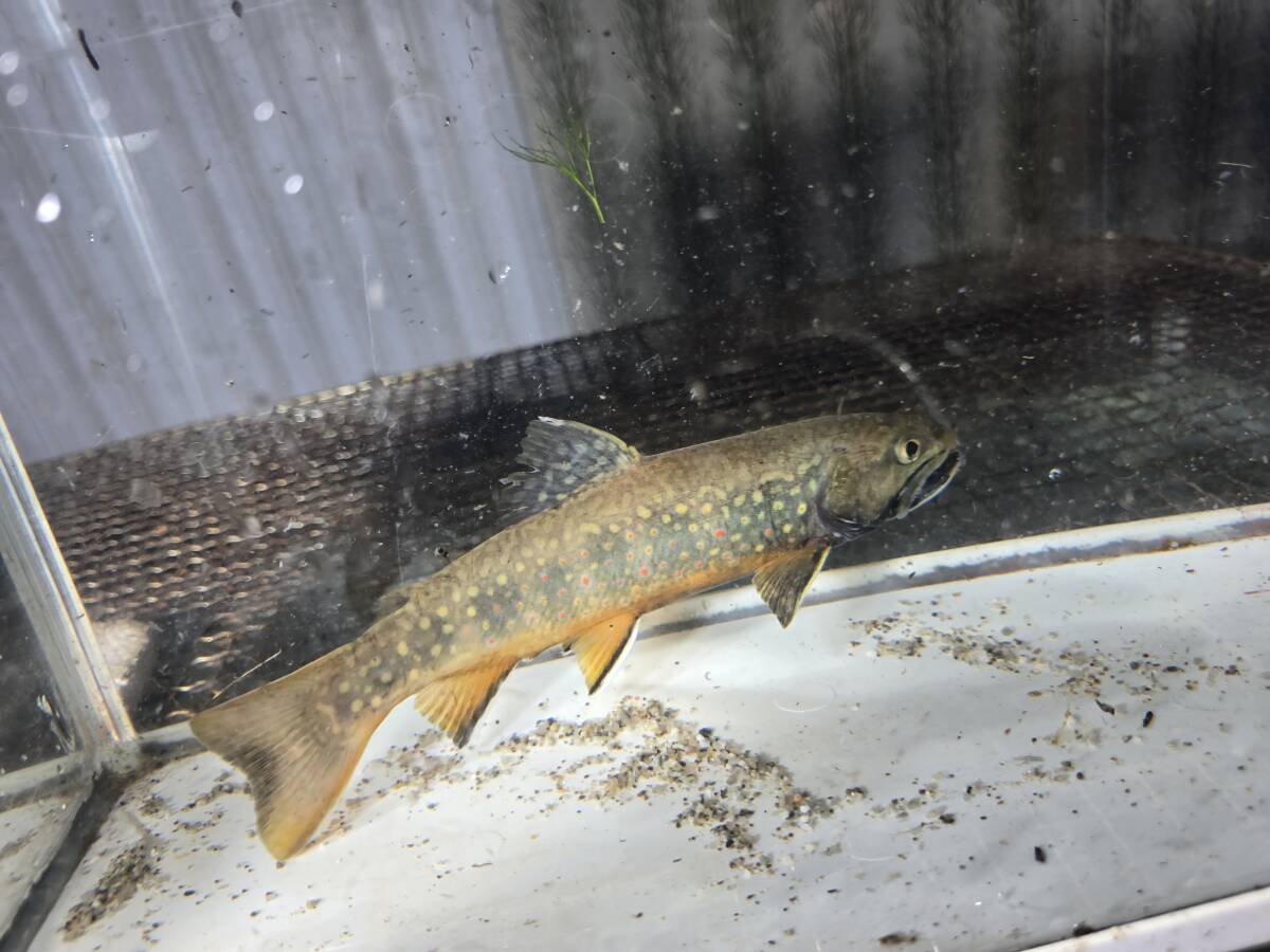 北海道産 イワナ属3種交雑種22cm_画像6