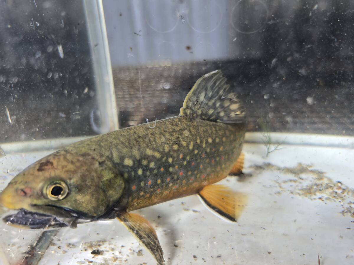 北海道産 イワナ属3種交雑種22cm_画像7