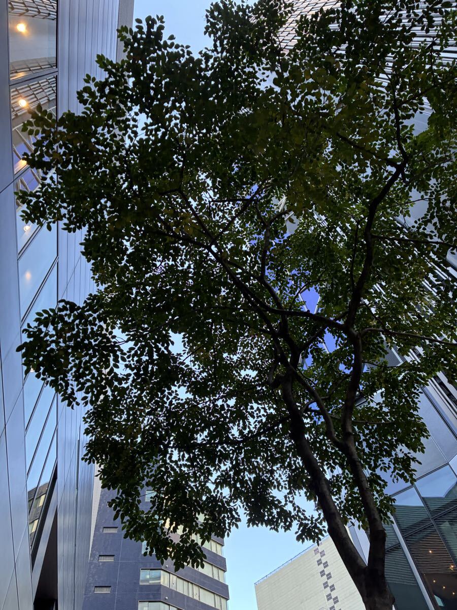 20円即決 相互評価 24時間以内 木_画像1