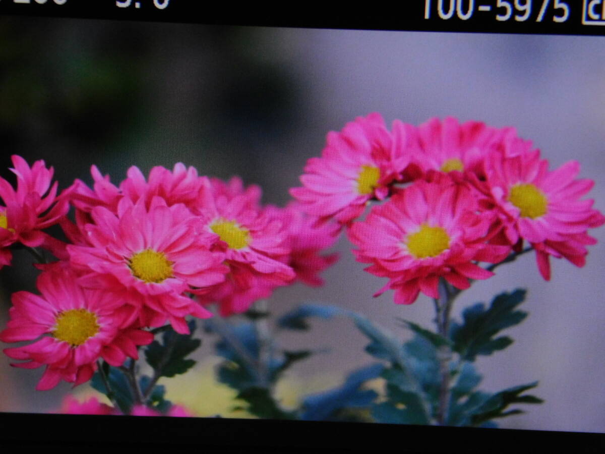 キヤノンEOS 7D天体用改造一眼デジカメ BG-E7付　新改造 2_画像7