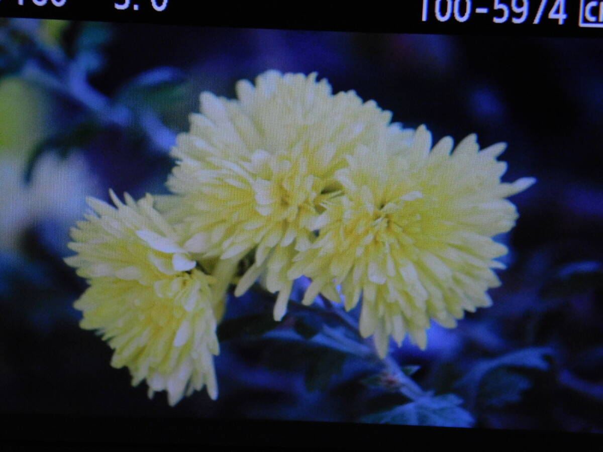 キヤノンEOS 7D天体用改造一眼デジカメ BG-E7付　新改造 2_画像8