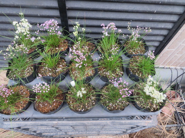 山野草　「糸ラッキョウ」_画像1