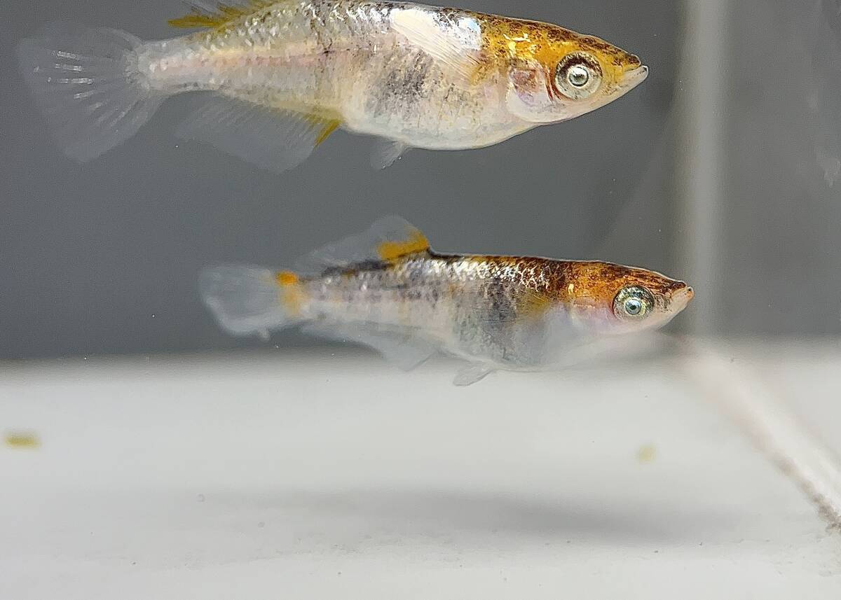 壱虎オルタードアイ 極上1ペア 現物出品 めだか メダカ_画像1