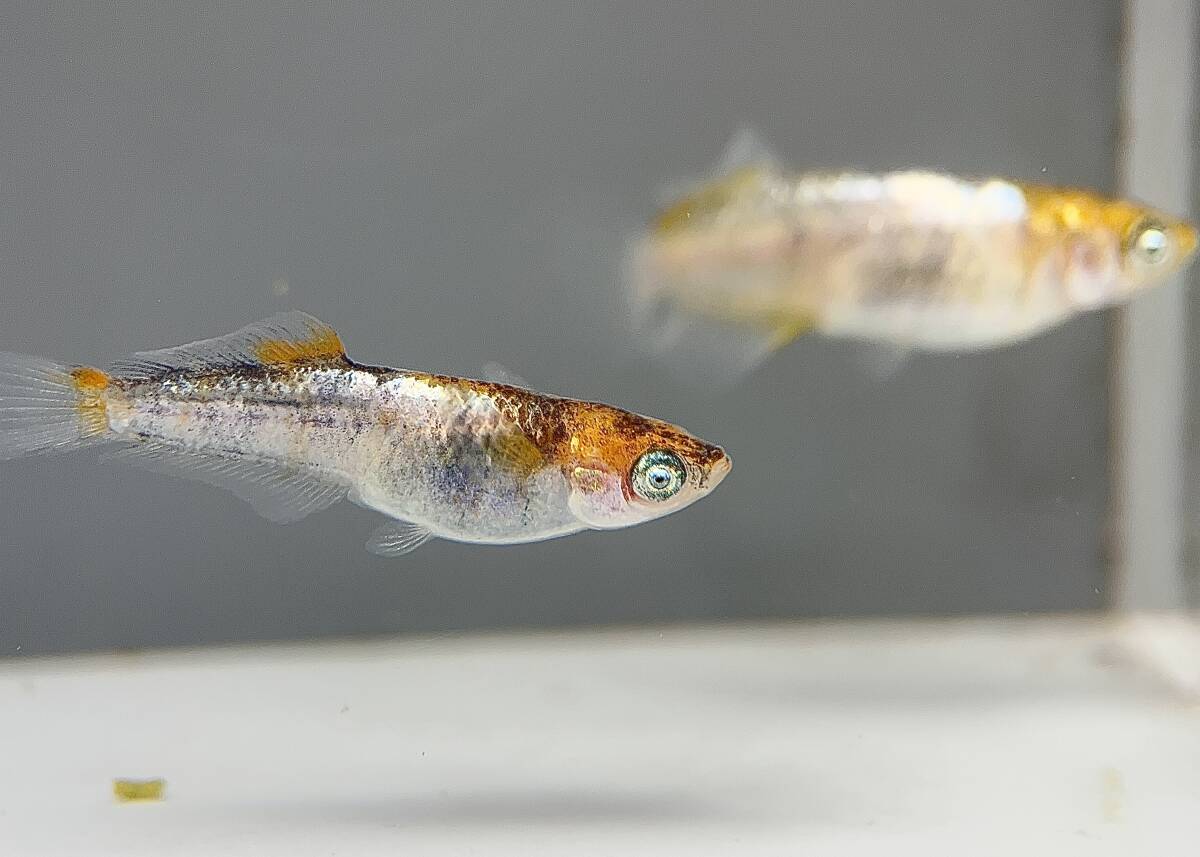 壱虎オルタードアイ 極上1ペア 現物出品 めだか メダカ_画像2