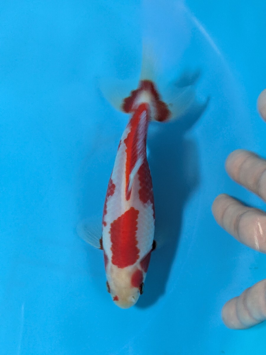 日本一血統〜更紗和金♪_画像1