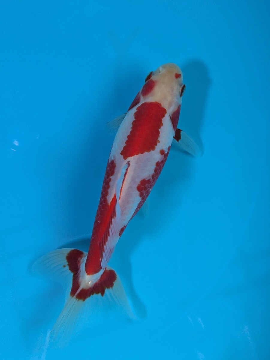 日本一血統〜更紗和金♪_画像2