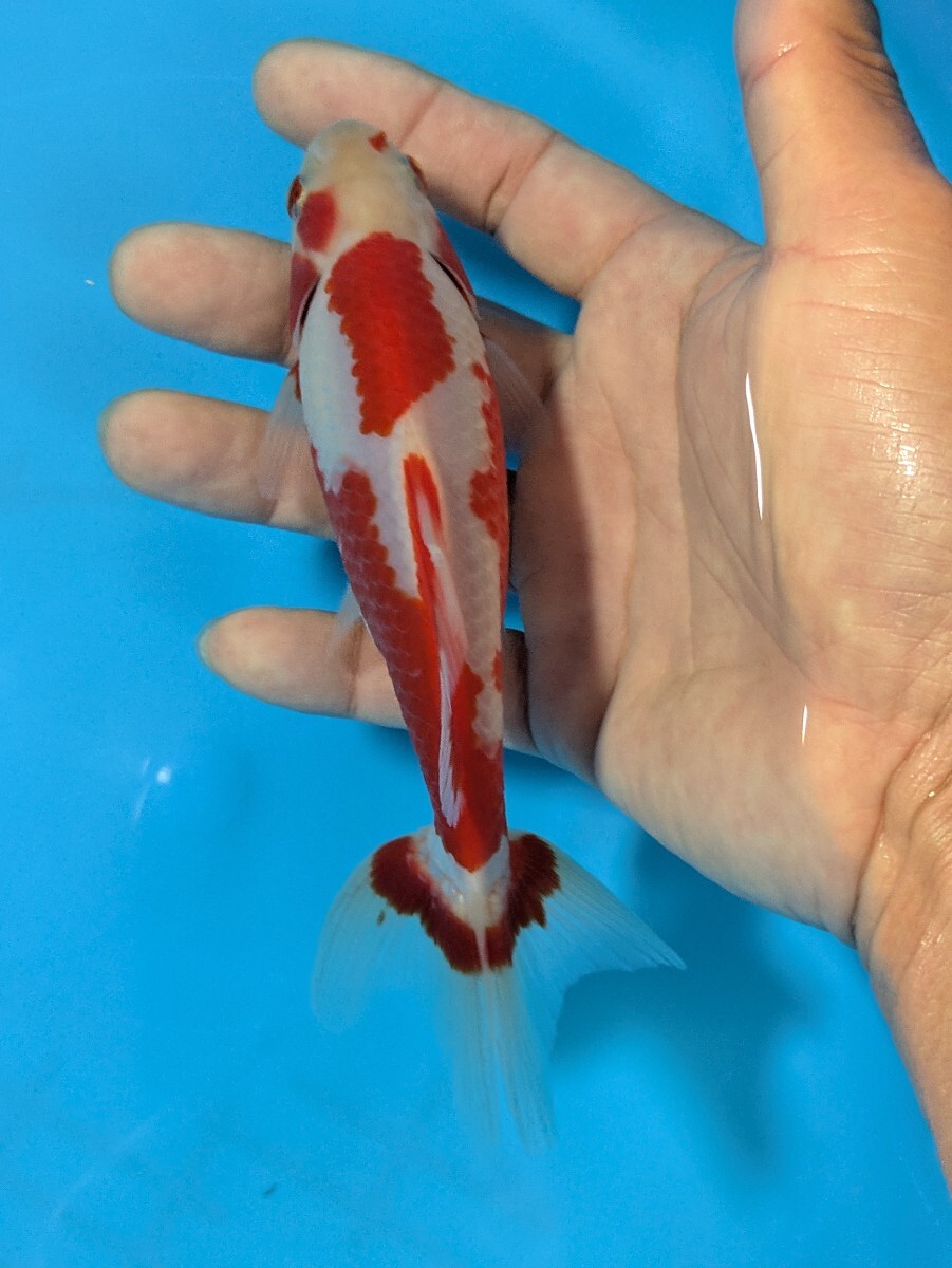 日本一血統〜更紗和金♪_画像5