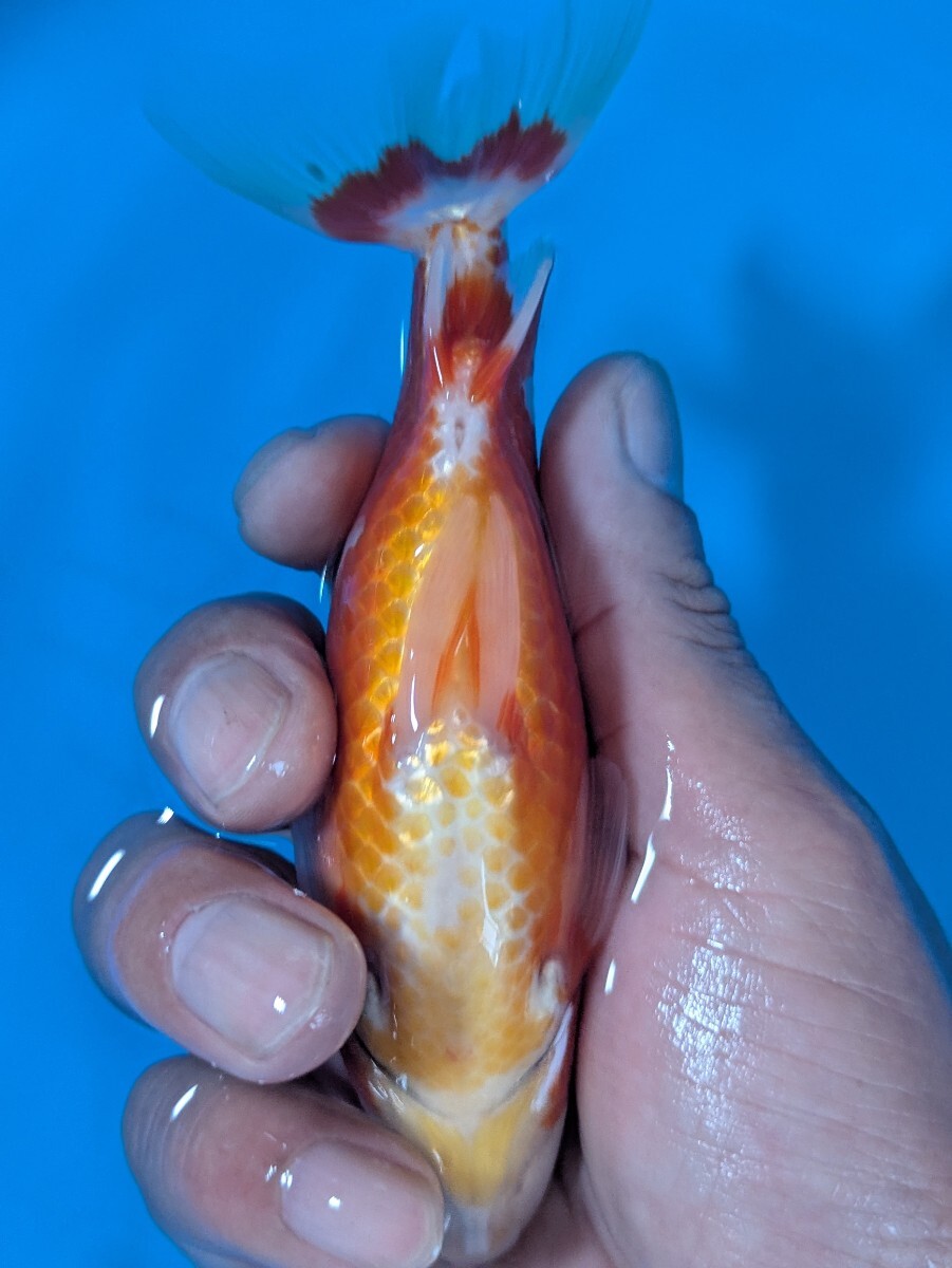 日本一血統〜更紗和金♪_画像7