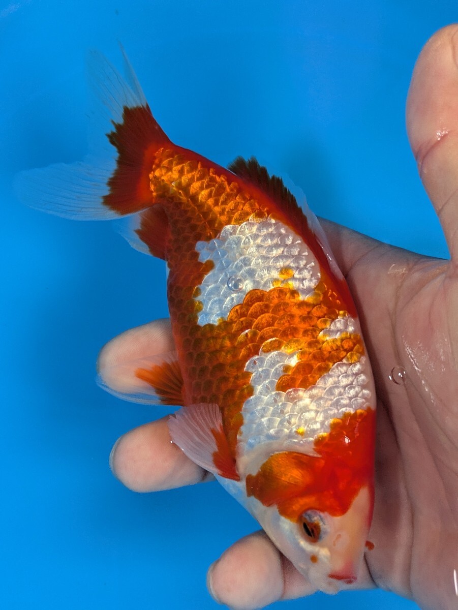 日本一血統〜木下養魚場産更紗和金♪_画像1