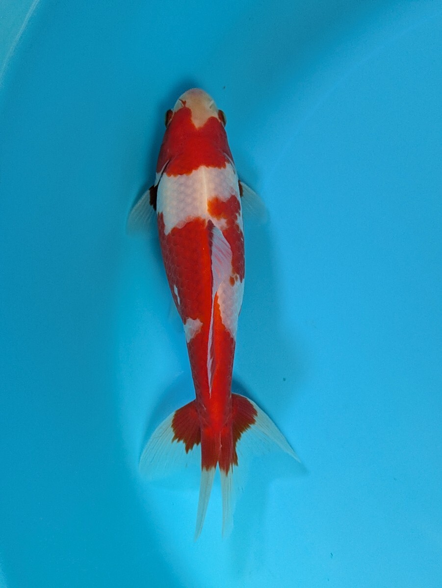 日本一血統〜木下養魚場産更紗和金♪_画像4