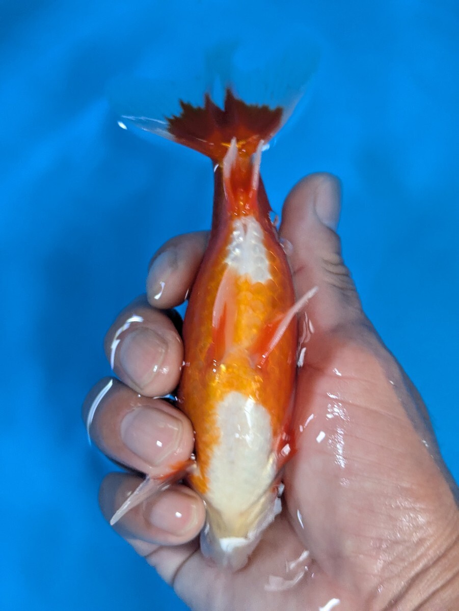 日本一血統〜木下養魚場産更紗和金♪_画像7