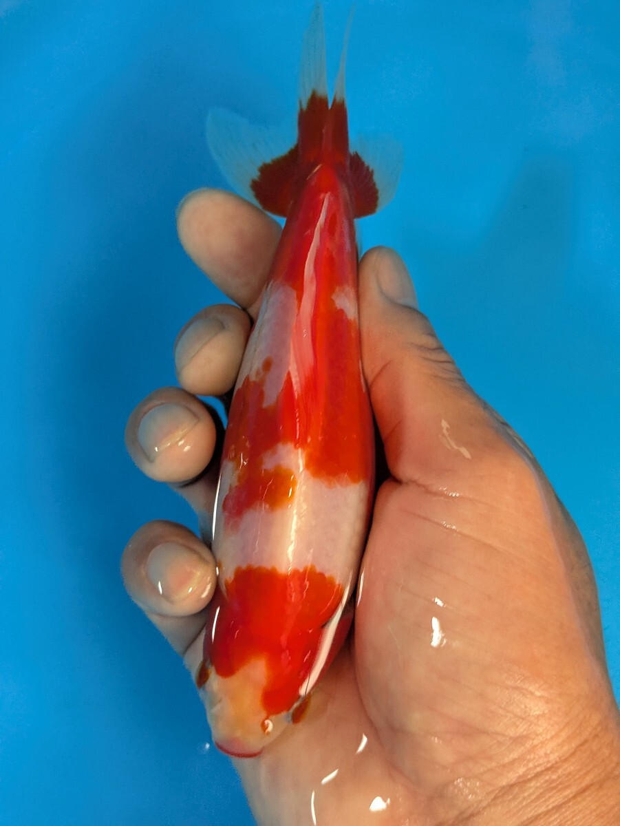 日本一血統〜木下養魚場産更紗和金♪_画像8