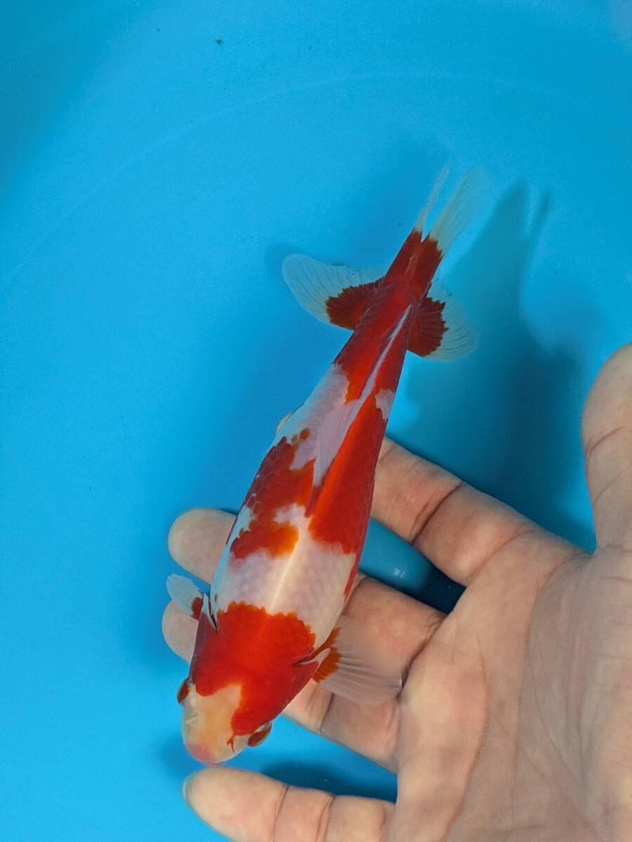 日本一血統〜木下養魚場産更紗和金♪_画像10