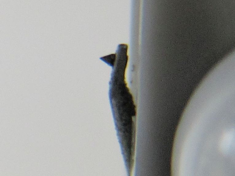 即決☆SATIN　M-117　高出力MC　完動品_画像5