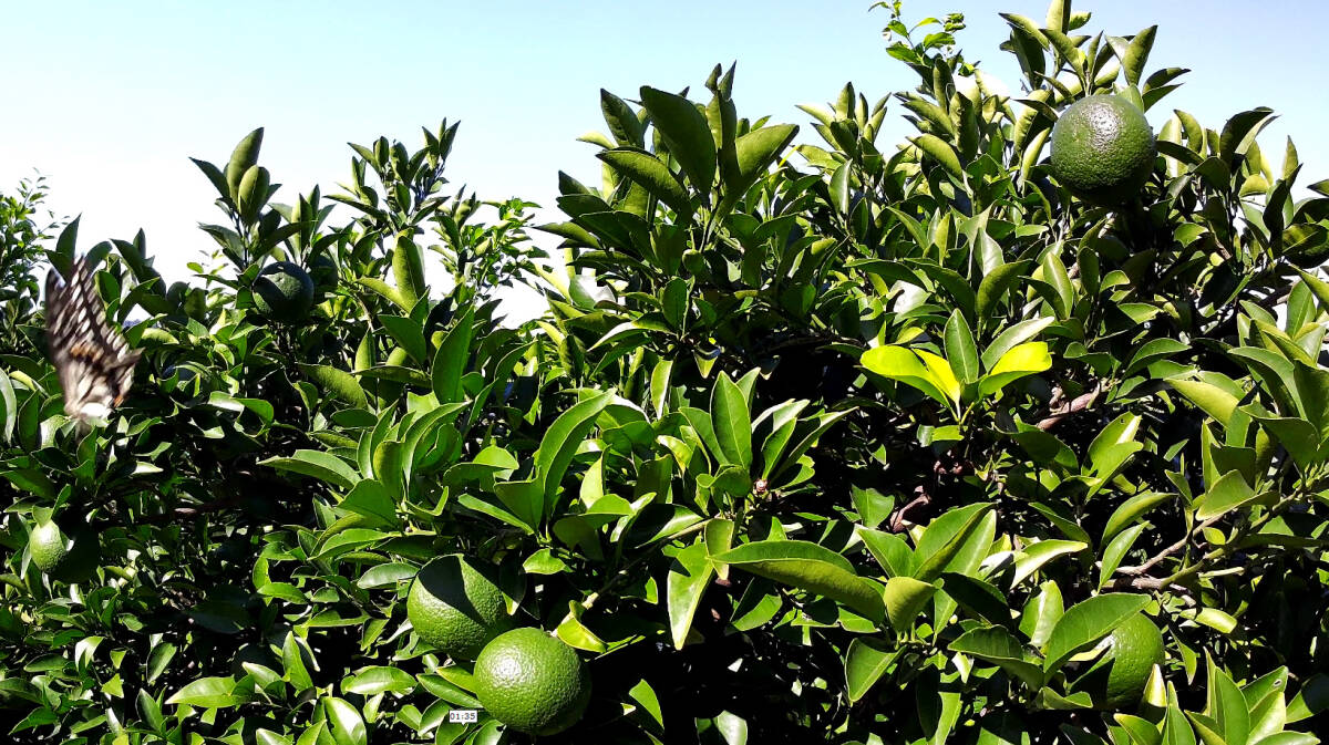 SVBONY SVGo2 4K30fps 手ブレ補正 30m 防水アクションカメラ_画像9