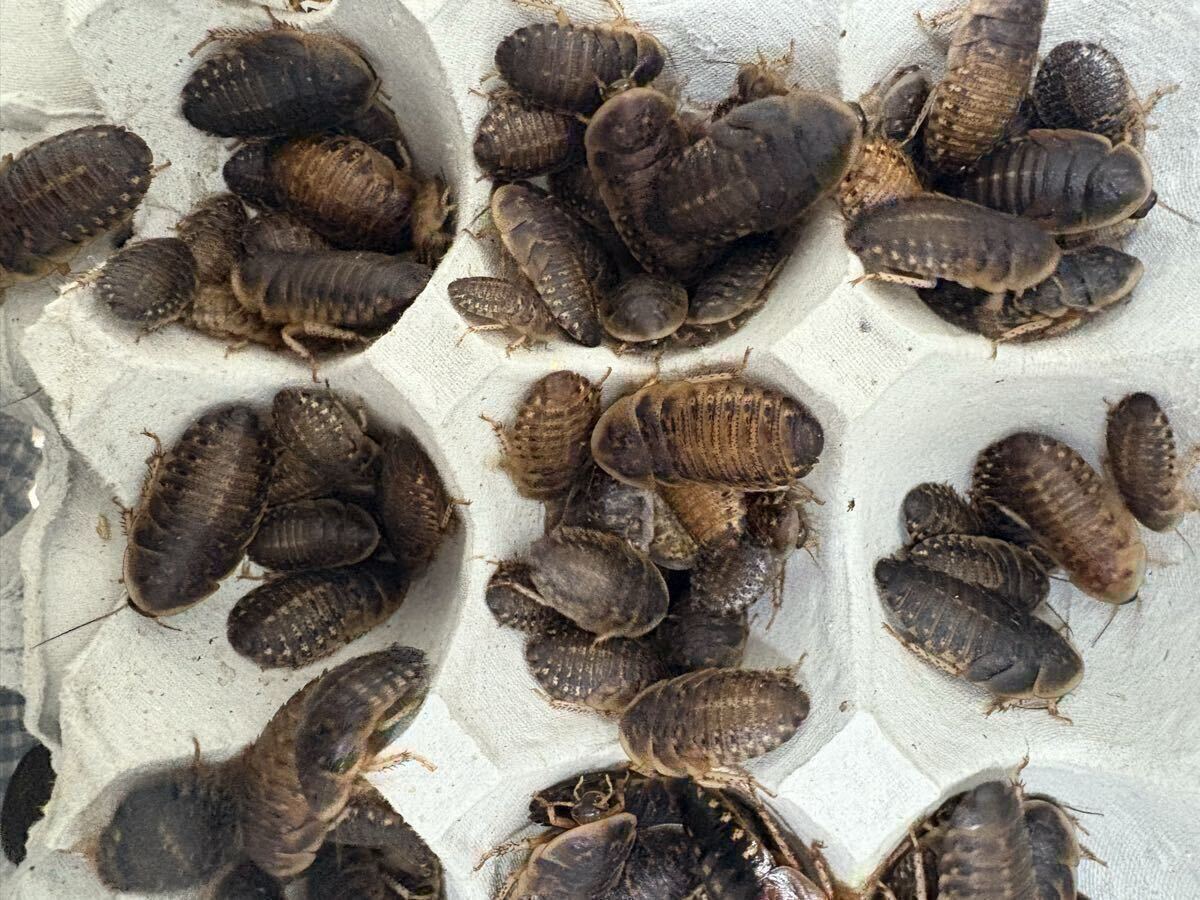 デュビア　M200匹_画像1