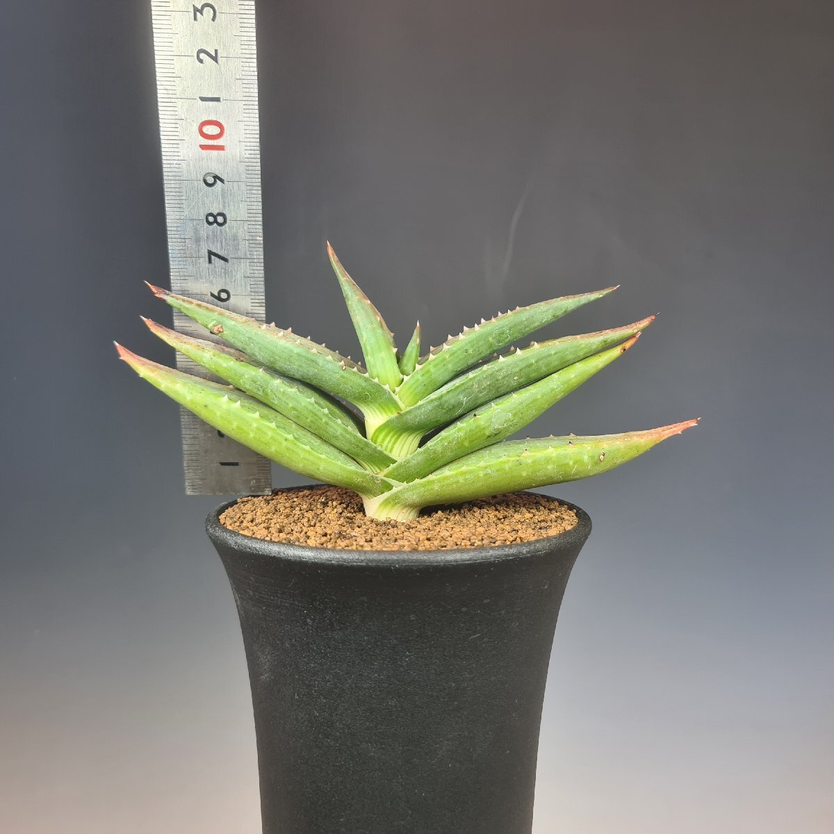 ( реальный ) алоэ *pabe LUKA ePV1781 E Lorelei, Namibia 10.5cm горшок #kaktas длина рисовое поле 