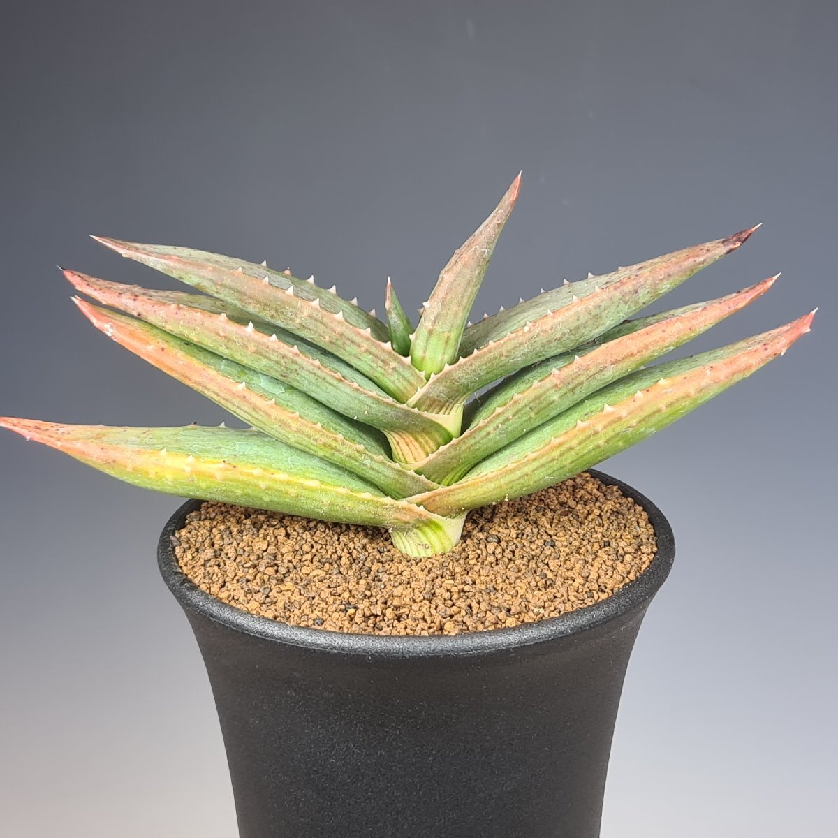 ( реальный ) алоэ *pabe LUKA ePV1781 E Lorelei, Namibia 10.5cm горшок #kaktas длина рисовое поле 