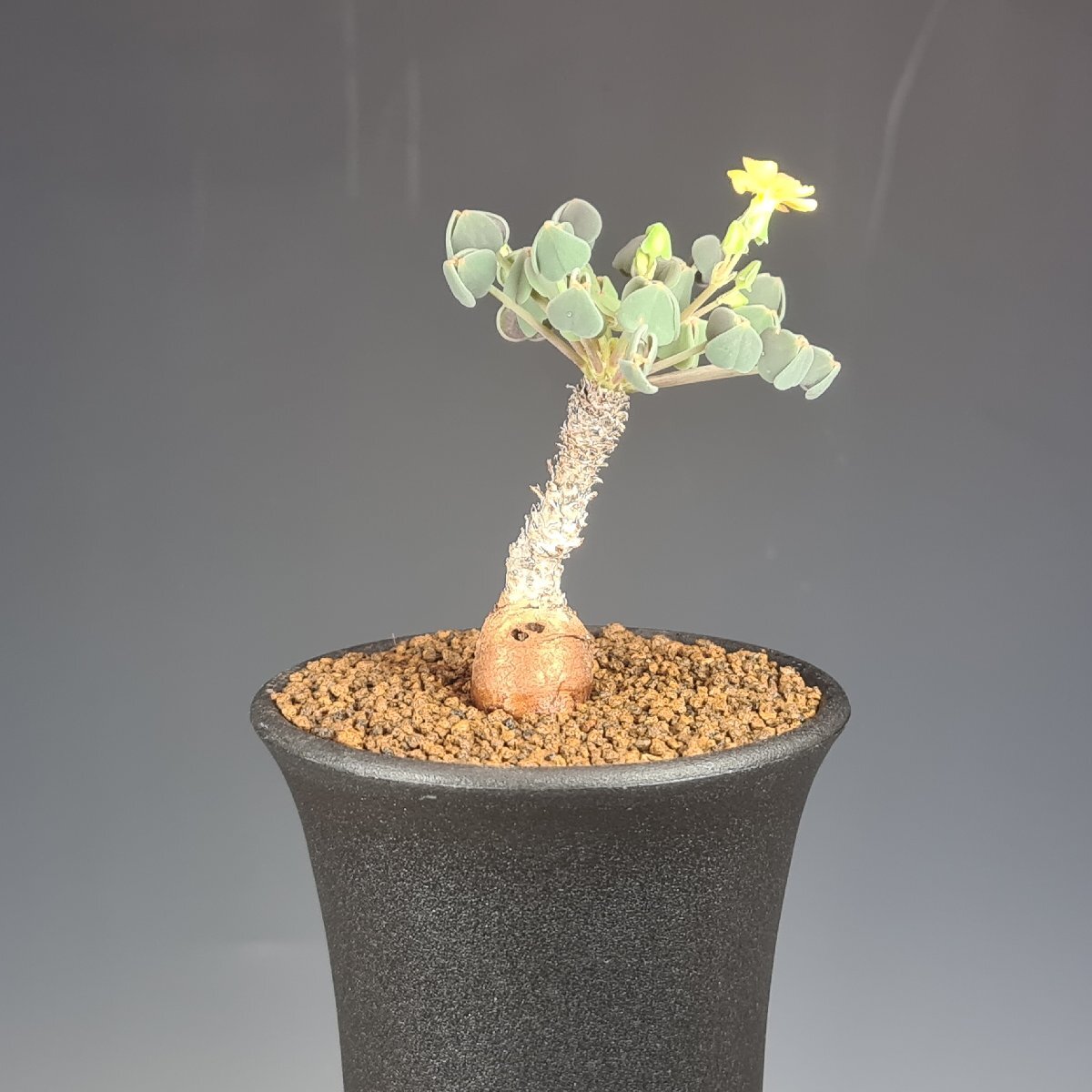 (実)オキザリス・新種(sp.nov.) Nazca to Puquio, Peru 7.5cm鉢 ■カクタス長田_画像2