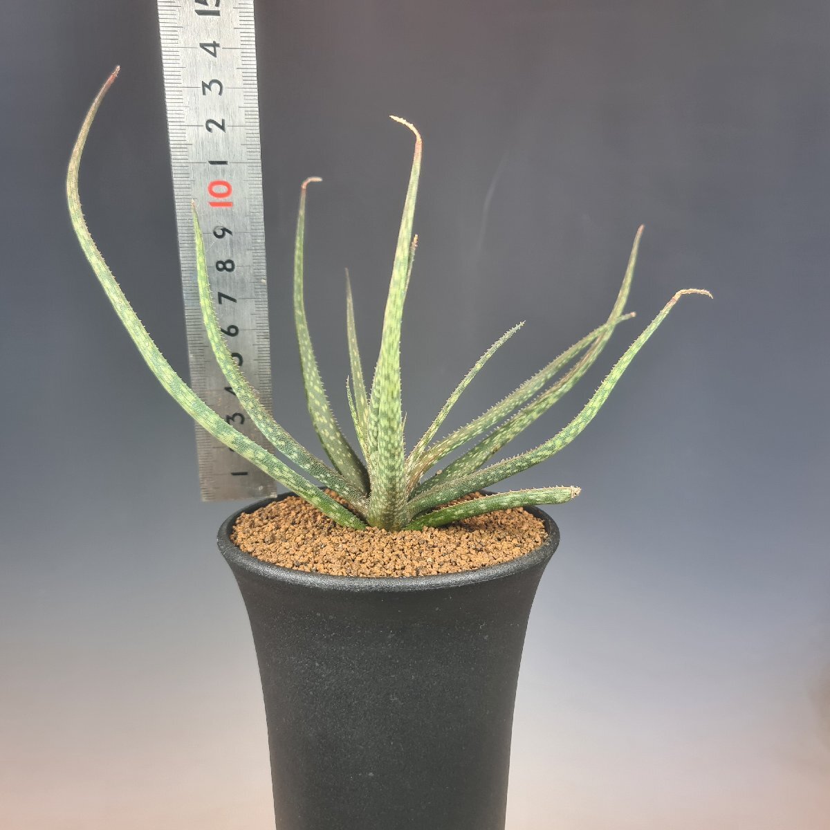 ( реальный ) алоэ *belatulaZazafotsy, Madagascar 10.5cm горшок #kaktas длина рисовое поле 