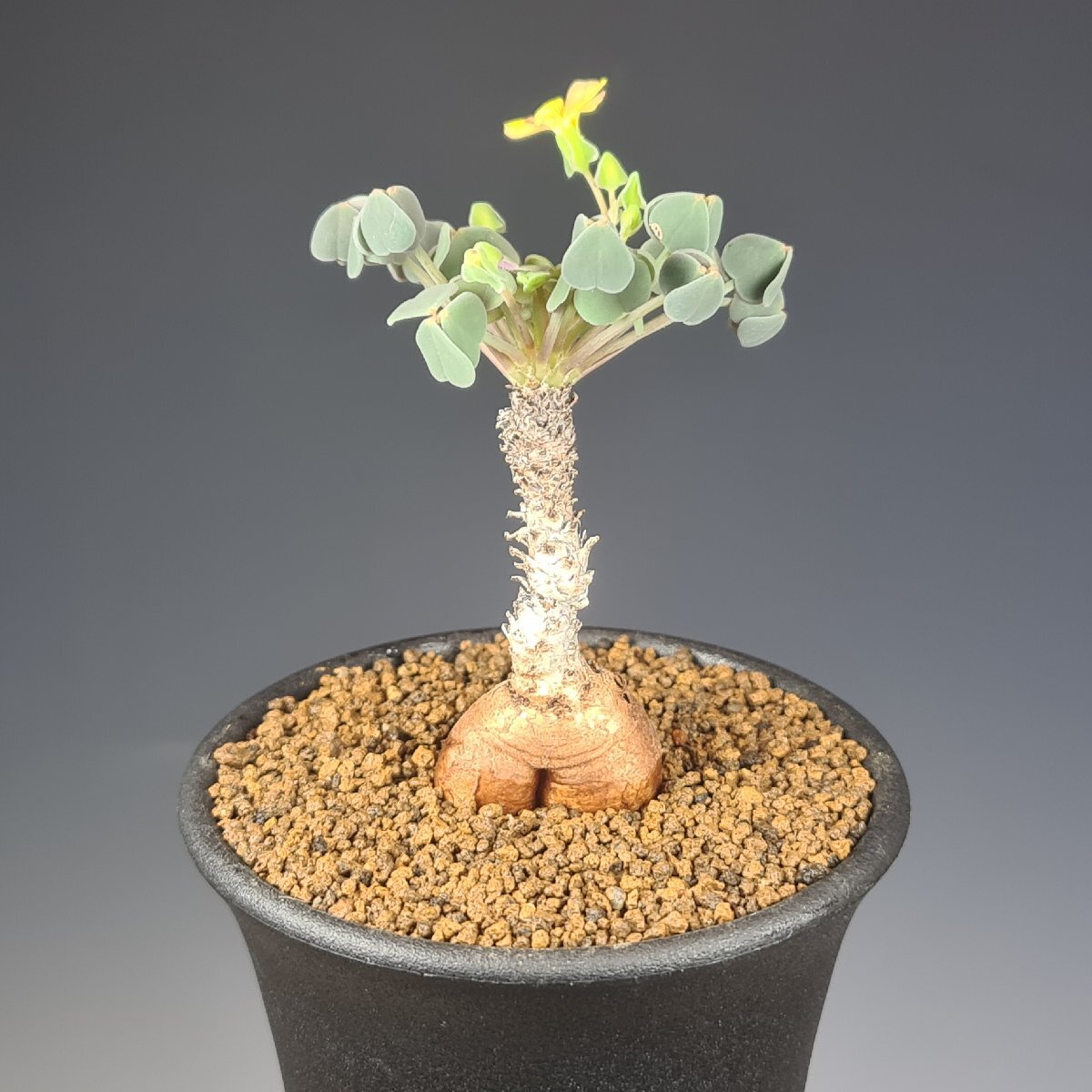 (実)オキザリス・新種(sp.nov.) Nazca to Puquio, Peru 7.5cm鉢 ■カクタス長田_画像3