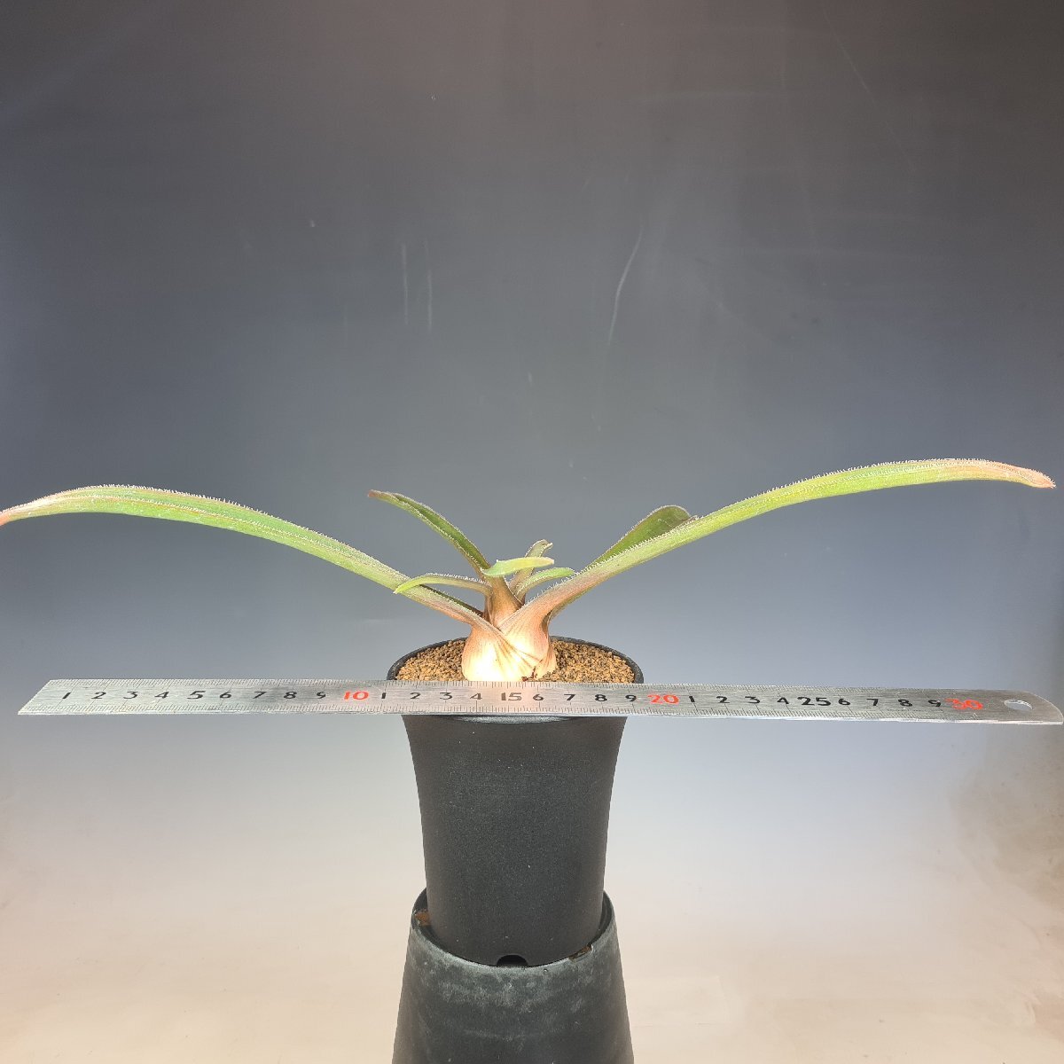  алоэ * licca rudosiae менять вид seto-saES21625 W Namanyere 9cm горшок #kaktas длина рисовое поле 