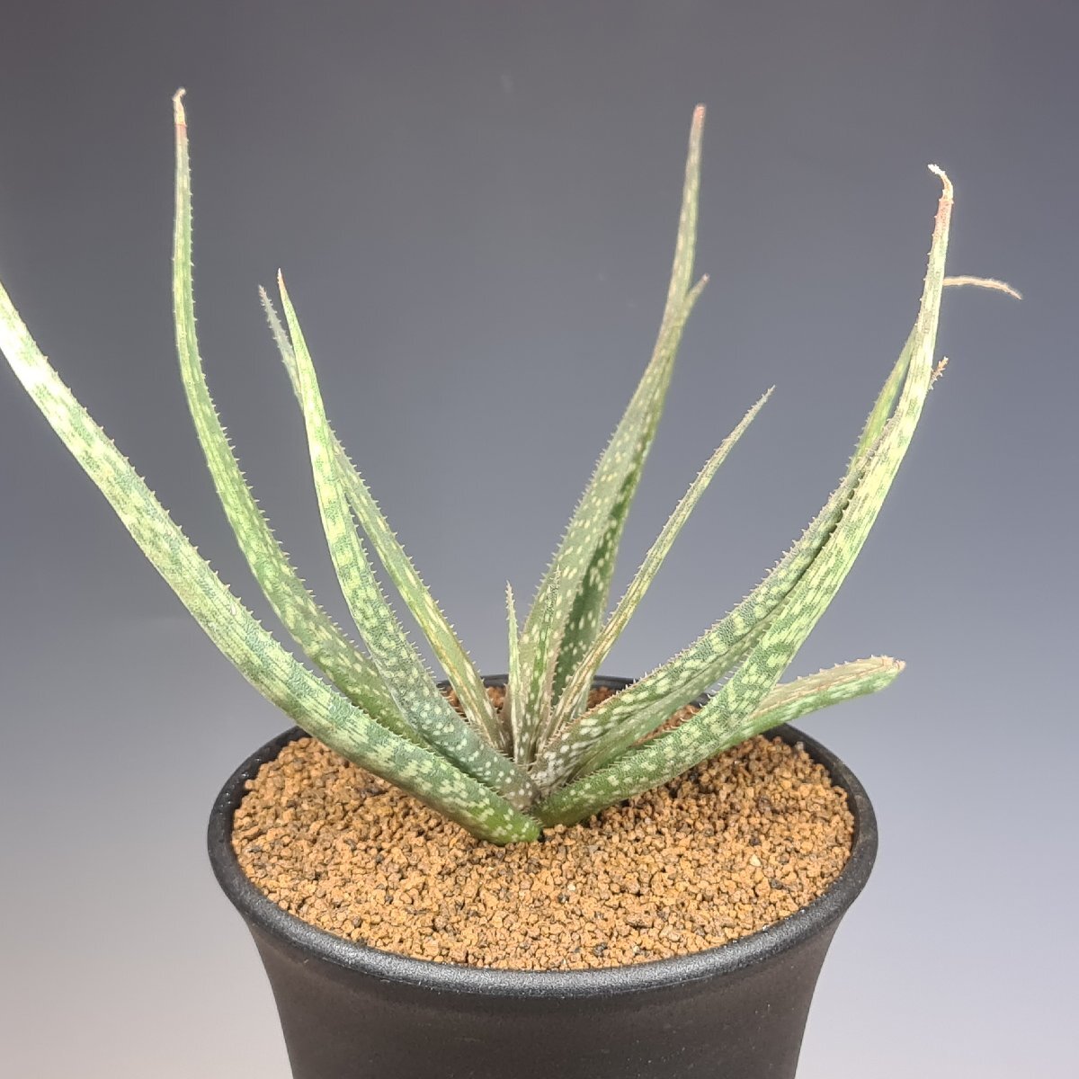 ( реальный ) алоэ *belatulaZazafotsy, Madagascar 10.5cm горшок #kaktas длина рисовое поле 