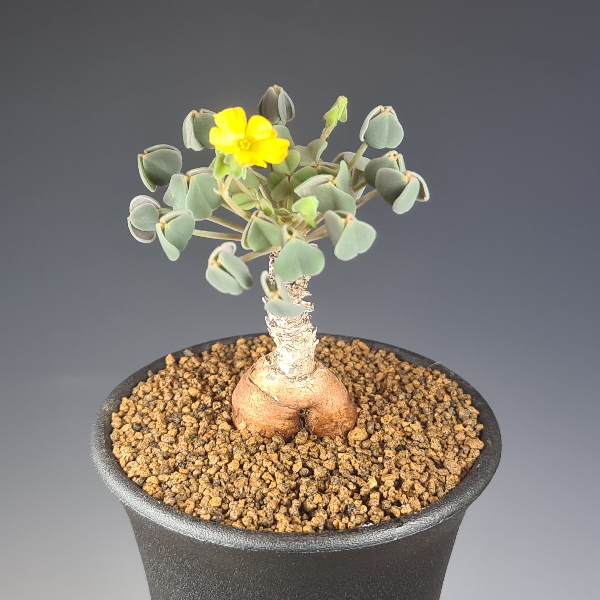 (実)オキザリス・新種(sp.nov.) Nazca to Puquio, Peru 7.5cm鉢 ■カクタス長田_画像1