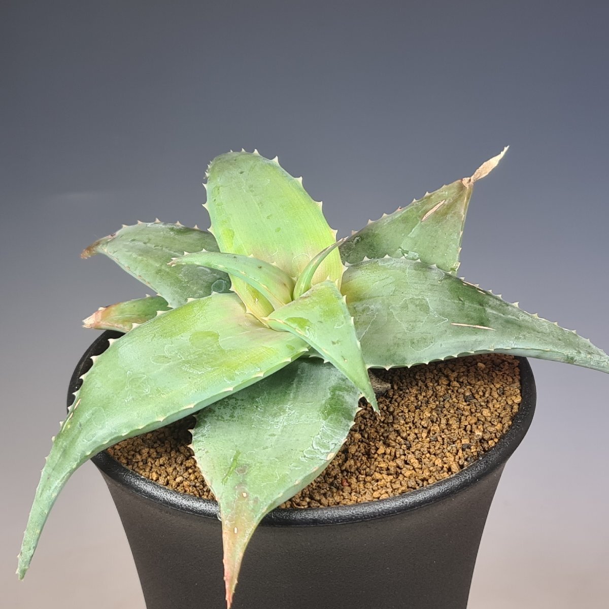  алоэ * Dell игрушка teo Don ta менять вид can ti can sN Betroka, Madagascar 12cm горшок #kaktas длина рисовое поле 