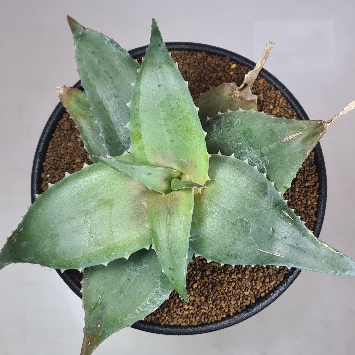  алоэ * Dell игрушка teo Don ta менять вид can ti can sN Betroka, Madagascar 12cm горшок #kaktas длина рисовое поле 