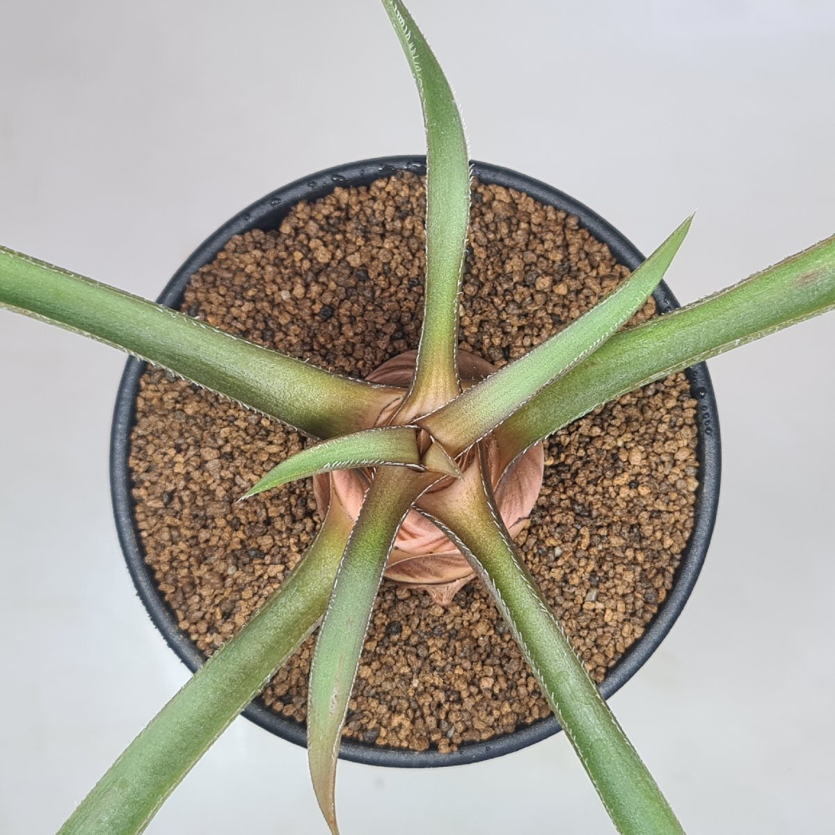  алоэ * licca rudosiae менять вид seto-saES21625 W Namanyere 9cm горшок #kaktas длина рисовое поле 