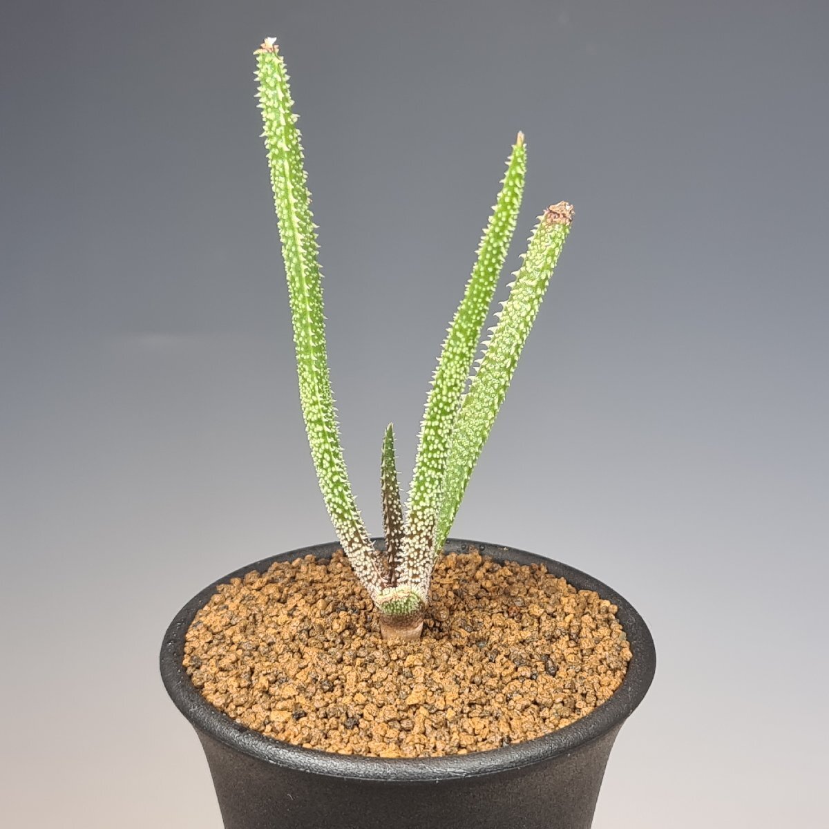 ( реальный ) алоэ * Delica tifo задний 7.5cm горшок #kaktas длина рисовое поле 