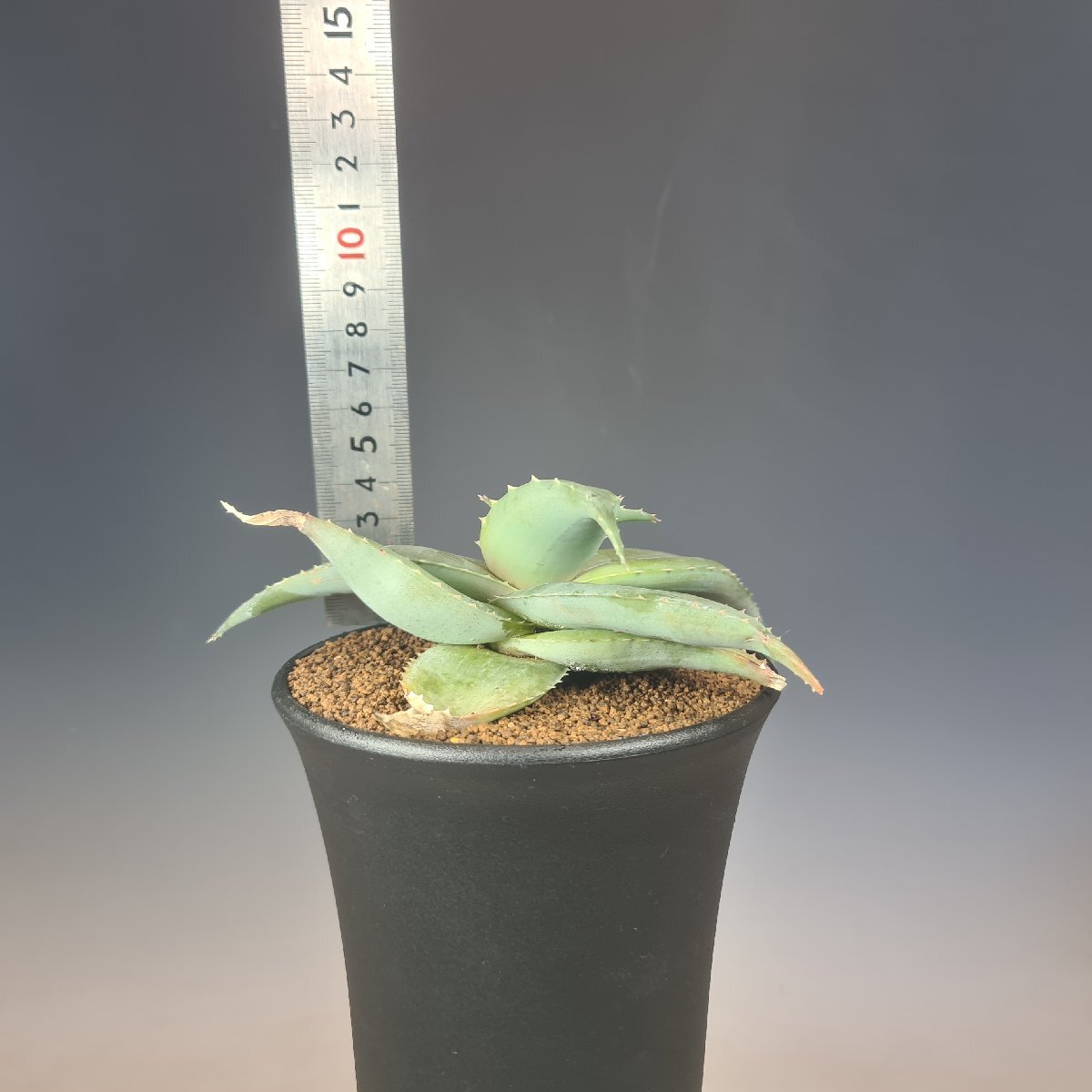  алоэ * Dell игрушка teo Don ta менять вид can ti can sN Betroka, Madagascar 12cm горшок #kaktas длина рисовое поле 