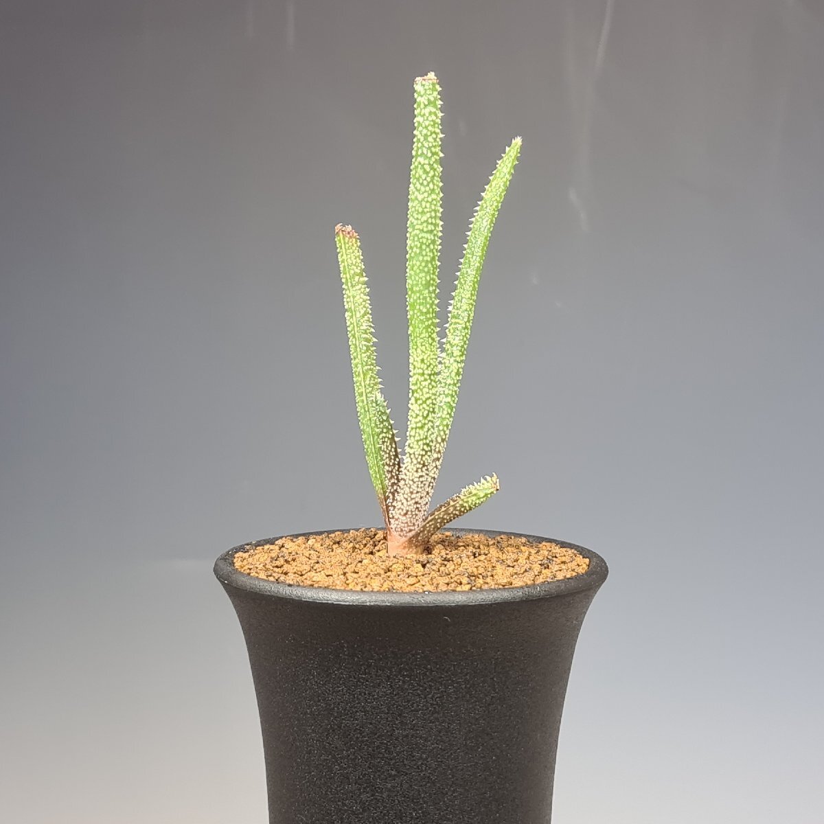 ( реальный ) алоэ * Delica tifo задний 7.5cm горшок #kaktas длина рисовое поле 