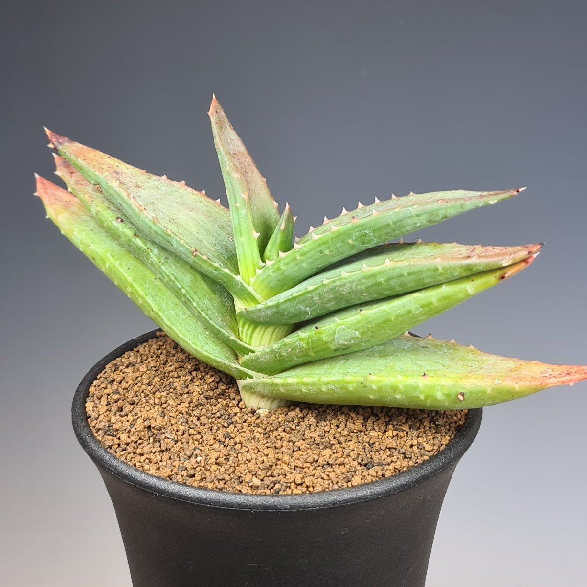 ( реальный ) алоэ *pabe LUKA ePV1781 E Lorelei, Namibia 10.5cm горшок #kaktas длина рисовое поле 