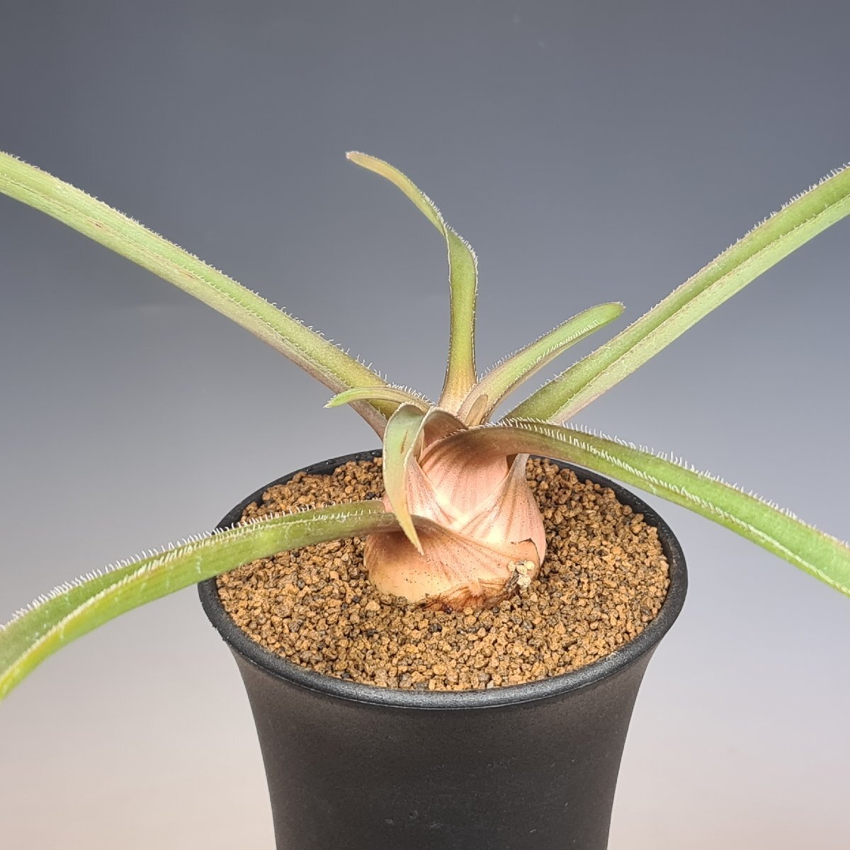  алоэ * licca rudosiae менять вид seto-saES21625 W Namanyere 9cm горшок #kaktas длина рисовое поле 