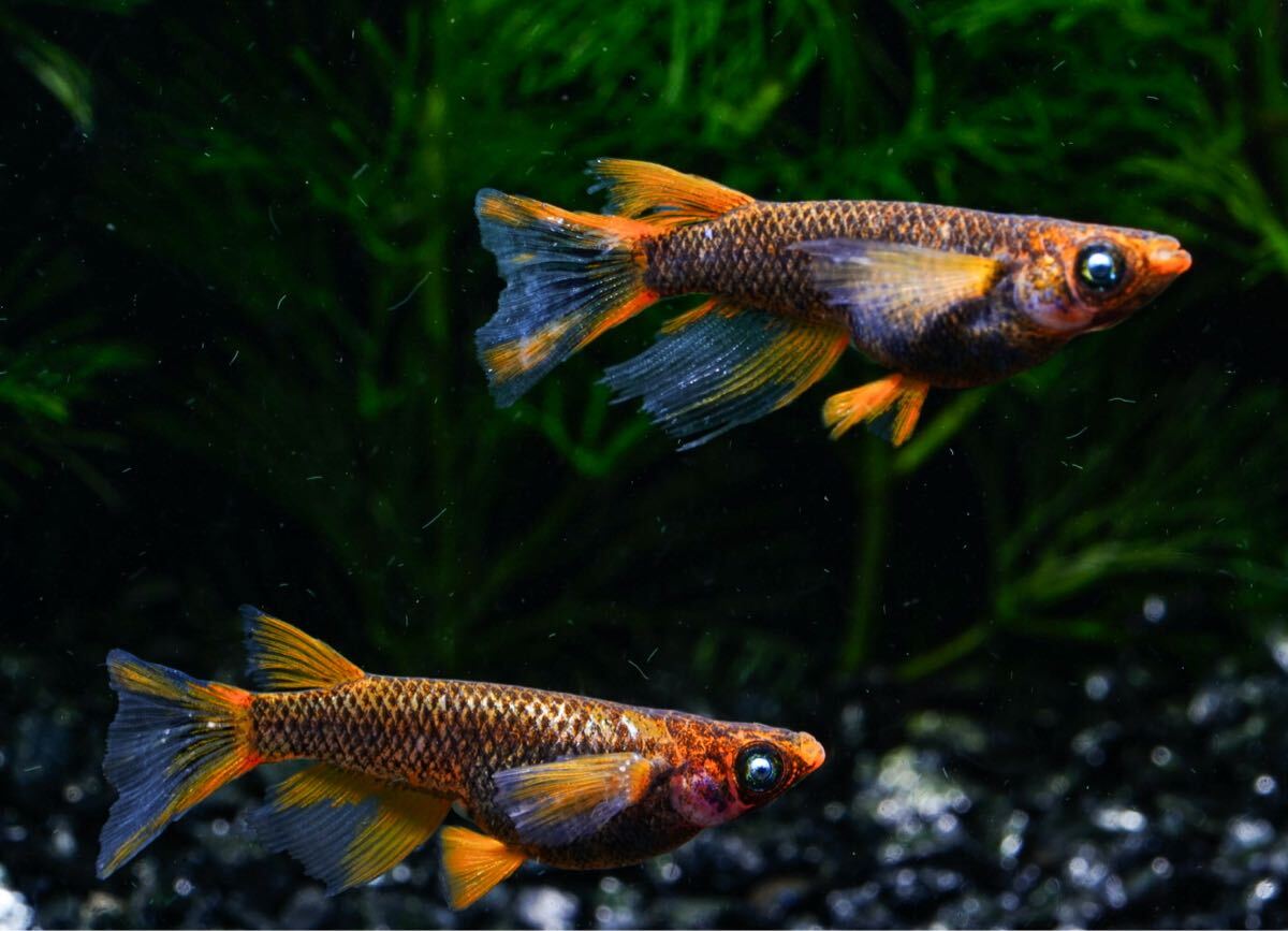 【結之めだか】オリジナル 朱影リアルロングフィン（あかかげ）1ペア 現物出品 b_画像1