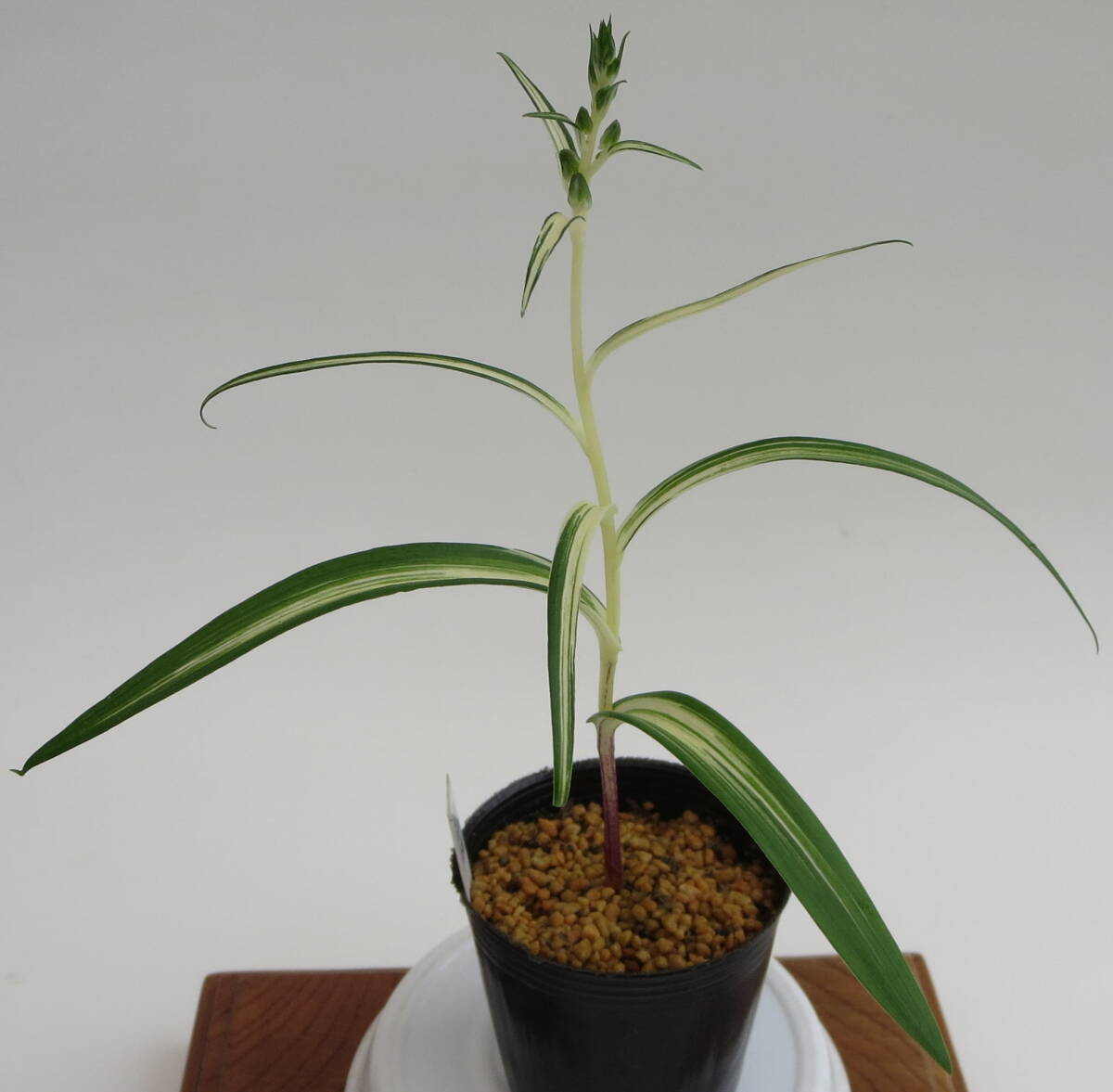 ★ ウチョウラン(人口交配増球品)斑入り銘品「白泉の滝」球根 イワチドリ ★_画像3